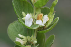 Desmodium pulchellum